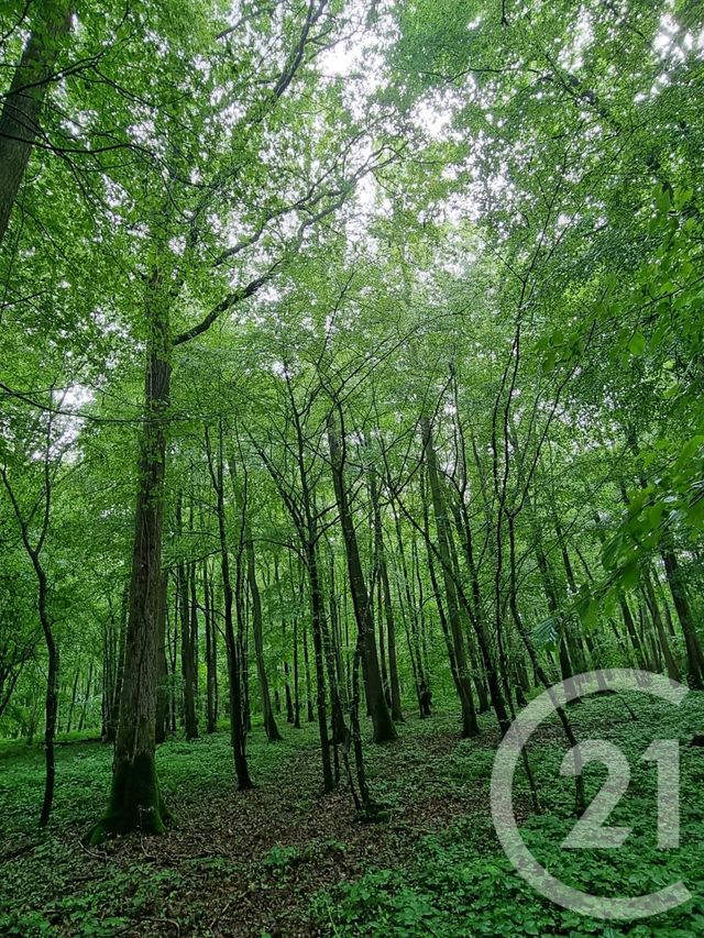 Afficher la photo en grand divers à vendre - 9265.0 m2 - L ISLE ADAM - 95 - ILE-DE-FRANCE - Century 21 Osmose