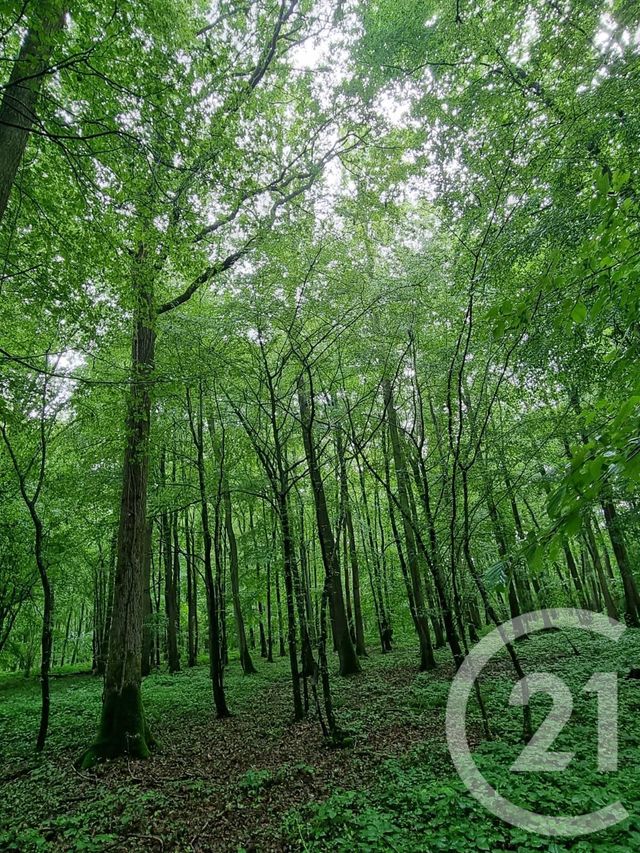 Afficher la photo en grand terrain à vendre - 9265.0 m2 - L ISLE ADAM - 95 - ILE-DE-FRANCE - Century 21 Osmose